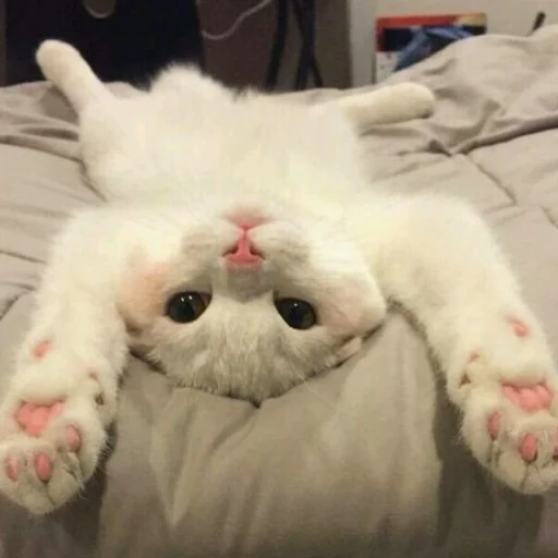 indoor mammal animal