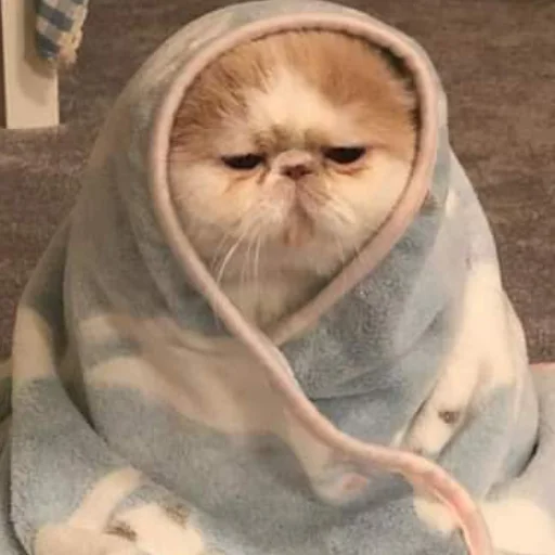 mammal animal blanket