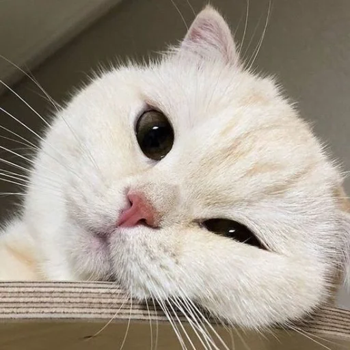 mammal animal whiskers