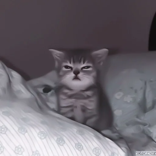 domestic cat cat small to medium-sized cats