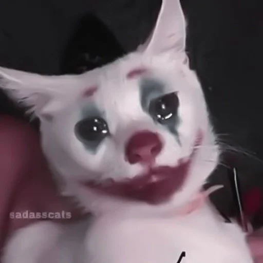 mammal animal indoor