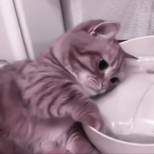 кошки малого и среднего размера кошачьи комнатный