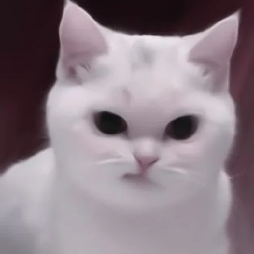 животное млекопитающее кошка