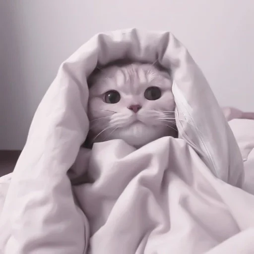 small to medium-sized cats felidae indoor