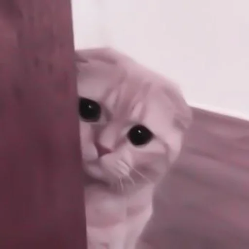 млекопитающее кошка животное