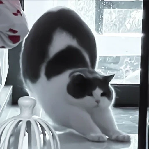 mammal small to medium-sized cats felidae