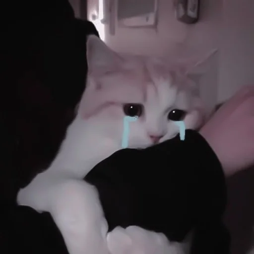 indoor mammal small to medium-sized cats