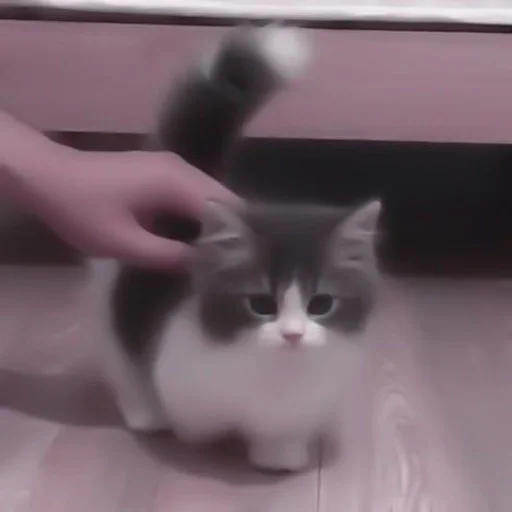 small to medium-sized cats sink felidae