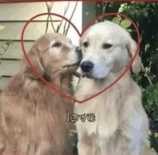 порода собак домашнее животное млекопитающее