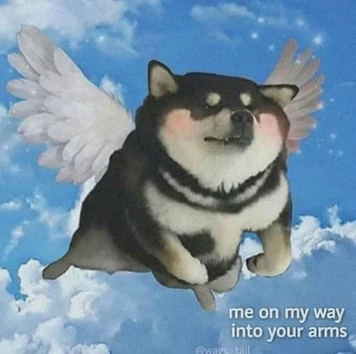 небо домашнее животное собака