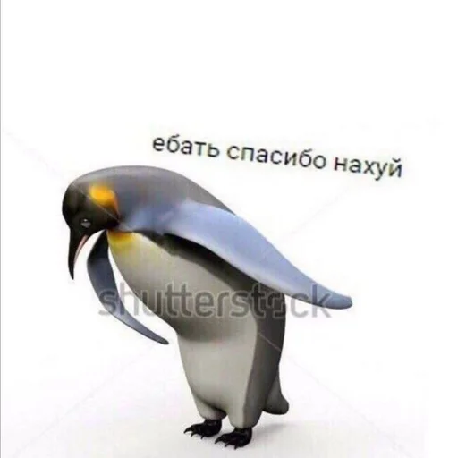 водная птица птица пингвин