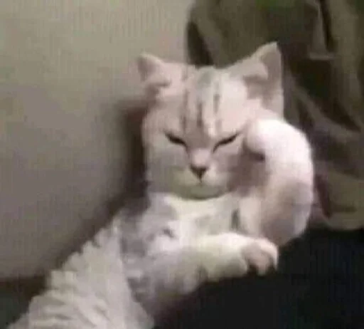 млекопитающее животное кошка