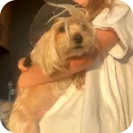 pet person dog breed