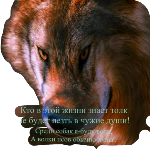 Sticker Vitaliy5Stars - 1