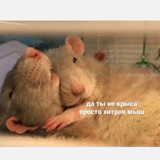 Sticker Vitallpro - 1