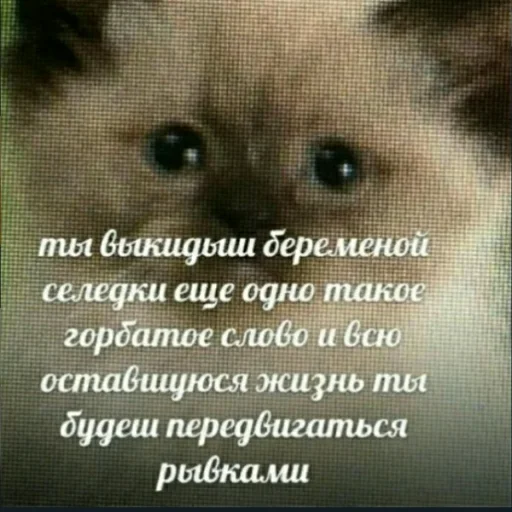 Стикер Vitallpro - 1