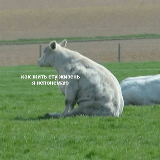 Sticker Vitaly_pack - 1