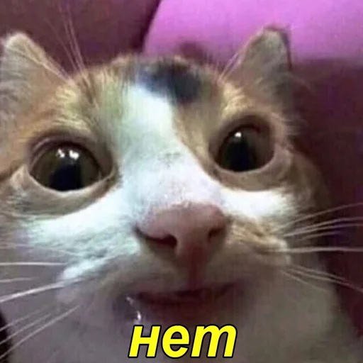 Стикер Vitaly_pack - 1