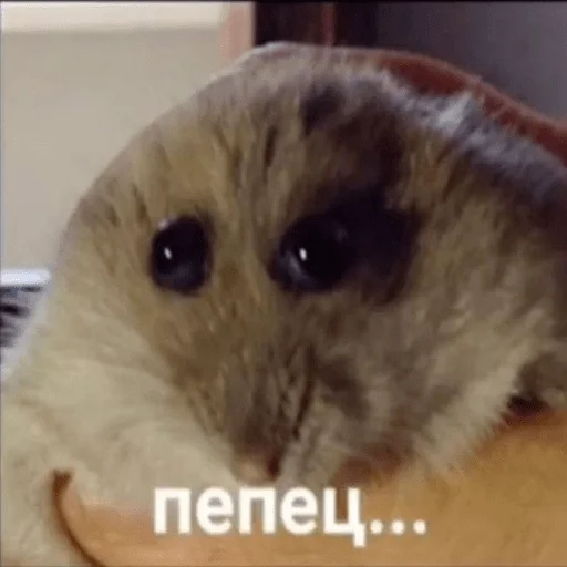 Стикер Vitaly_pack - 1