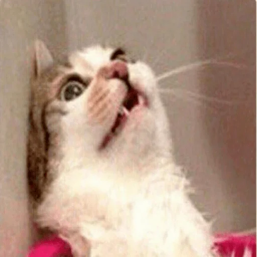 Sticker Vitaly_pack - 1