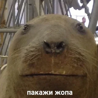 Sticker Vitaly pack - 4