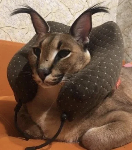 Sticker Vitlstickers - 1