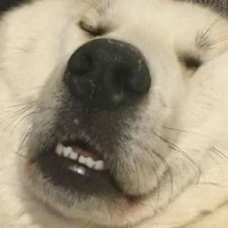 Sticker Стикерс2 - 4