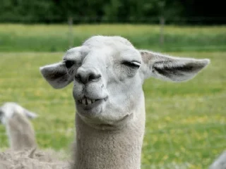 Стикер Vizualizatsiya_meme$💅🏻 - 4