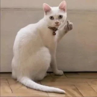 Стикер Vizualizatsiya_meme$💅🏻 - 1