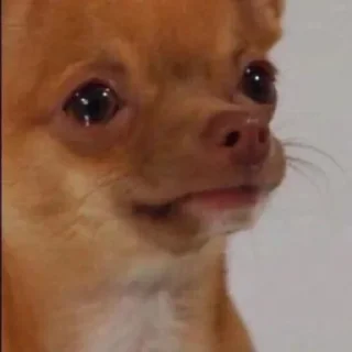 Стикер Vizualizatsiya_meme$💅🏻 - 5