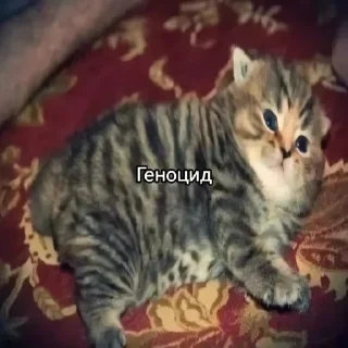 Sticker Больше стиков тут: @stikery4 - 6