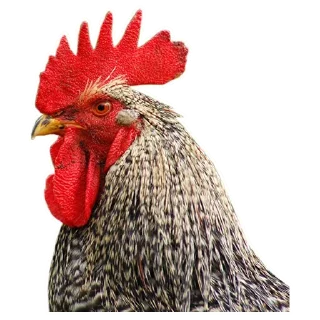 Sticker Чушня - 10