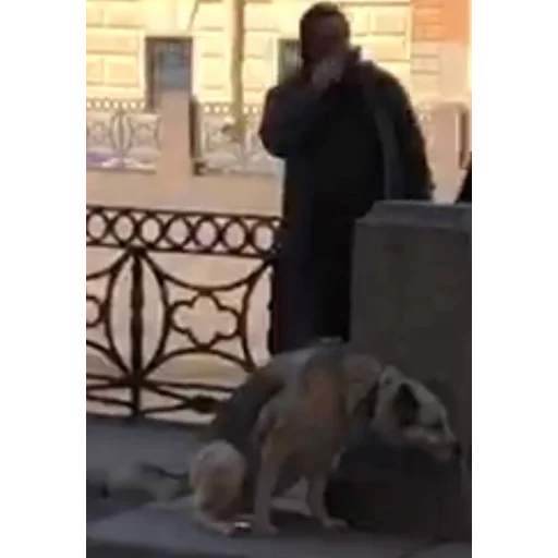 животное Человек млекопитающее