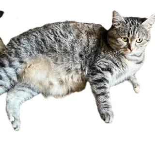 Sticker Пісюни - 2