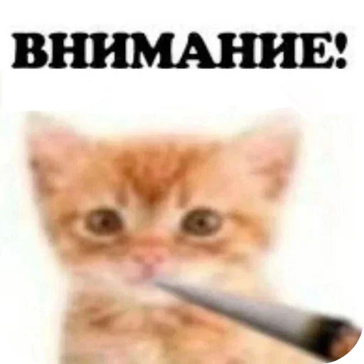 ВНИМАНИЕ! (@Vnimaniye_HuineiNeMaites) - 