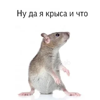 Sticker Больше стиков тут: @stikery4 - 8