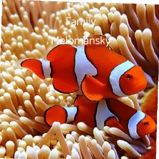 Стикер Vodolazz - 6