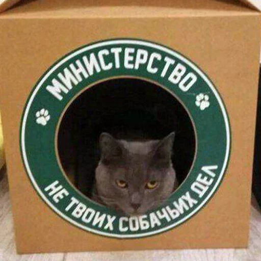 кошка животное контейнер