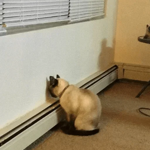 комнатный животное стена