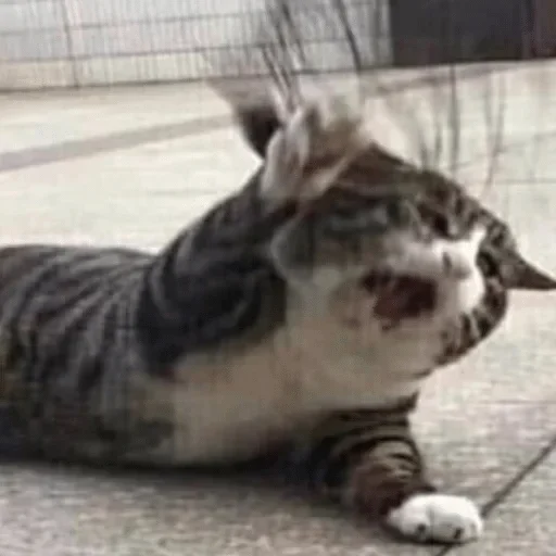 животное млекопитающее кошка