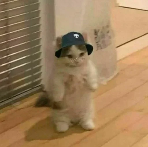 комнатный этаж мех