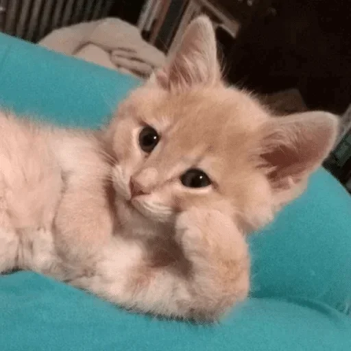 животное млекопитающее кошка