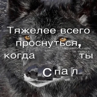 Стикер Dashkini volchary - 9