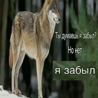 Стикер Dashkini volchary - 2