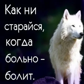 Стикер Dashkini volchary - 8