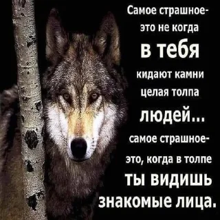 Стикер Dashkini volchary - 1