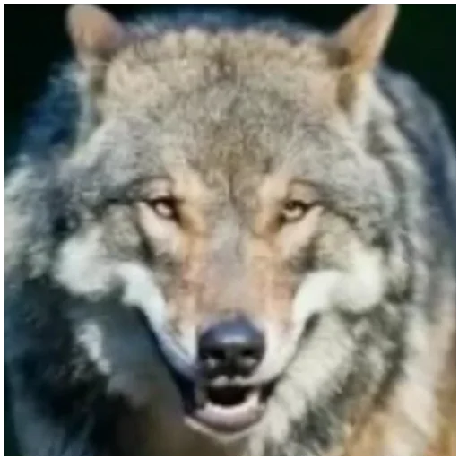 Стикер Volki654 - 1