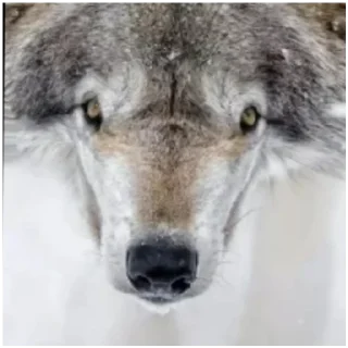 Sticker Волки - 1