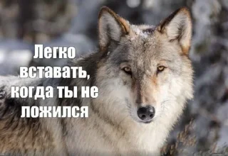 Sticker 🐺☝️ - 0