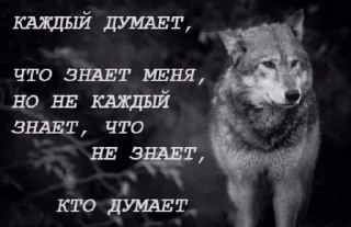 Sticker 🐺☝️ - 2